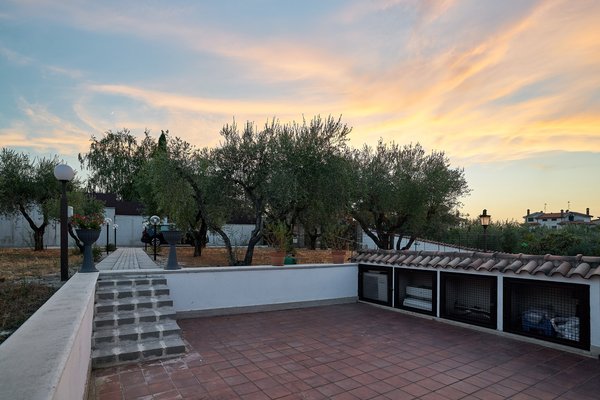 Frascati (IT), Kleiner Olivenhain -- 2024 -- 0625