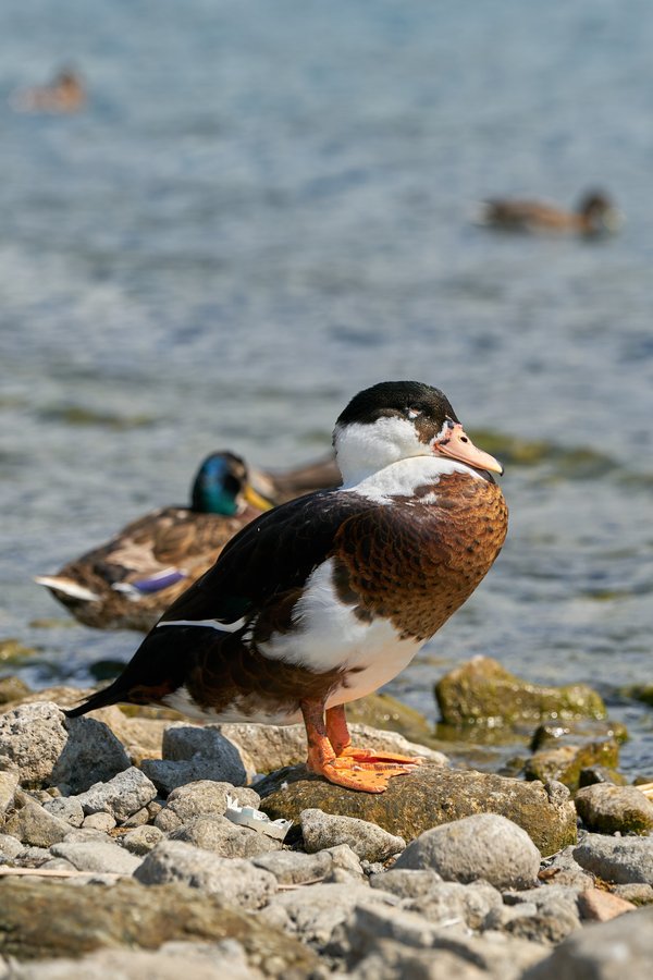 Mulard duck, Castel Gandolfo (IT) -- 2024 -- 0223