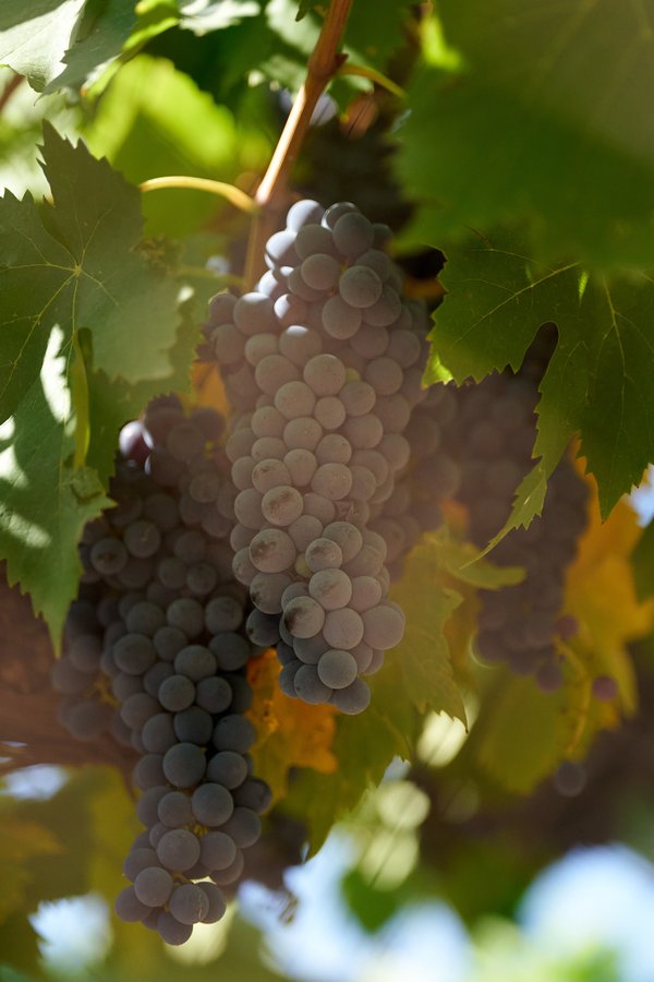 Vitis vinifera, Frascati (IT) -- 2024 -- 0005