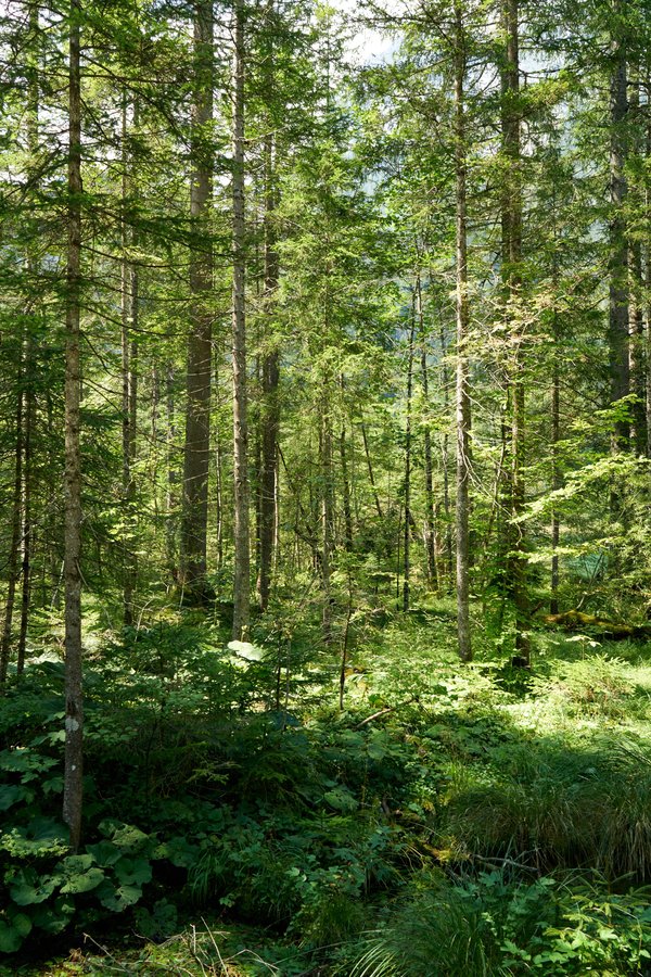 Ramsau bei Berchtesgaden (DE), Zauberwald -- 2024 -- 0056