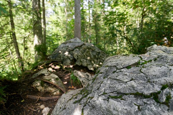 Ramsau bei Berchtesgaden (DE), Zauberwald -- 2024 -- 0092