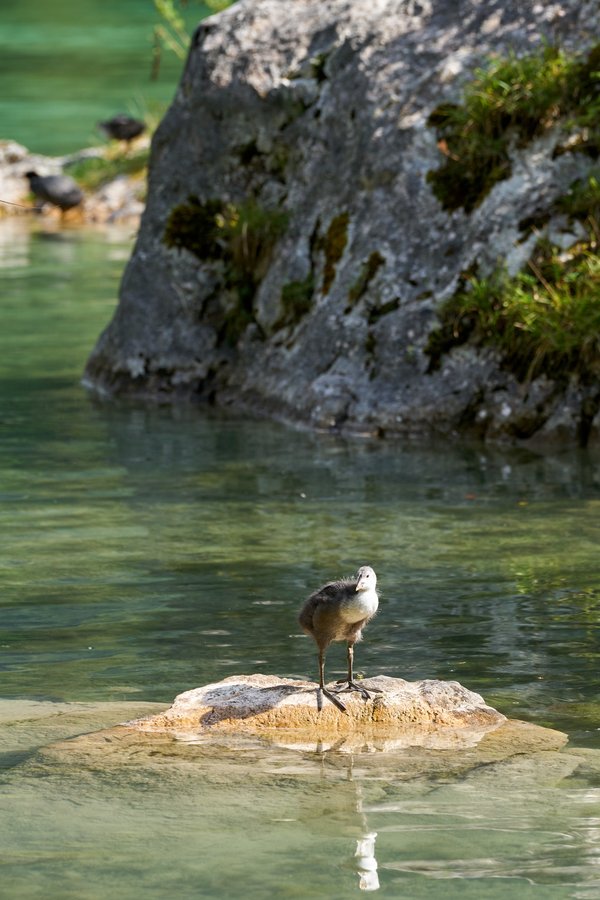 Fulica atra, Ramsau bei Berchtesgaden (DE) -- 2024 -- 0294