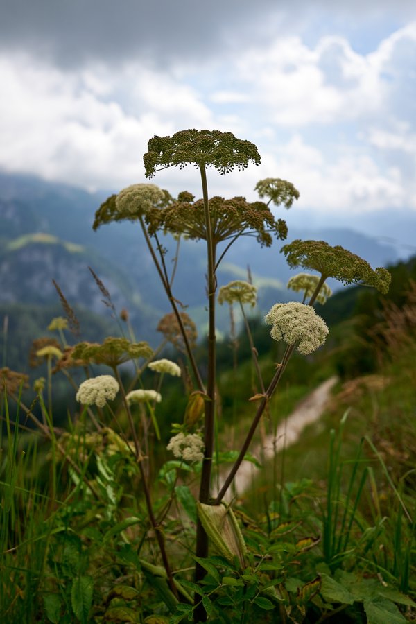 Angelica sylvestris, Schönau am Königssee (DE) -- 2024 -- 0243