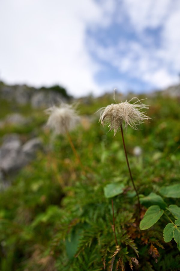 Pulsatilla alpina, Schönau am Königssee (DE) -- 2024 -- 0314