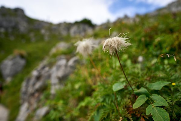 Pulsatilla alpina, Schönau am Königssee (DE) -- 2024 -- 0315
