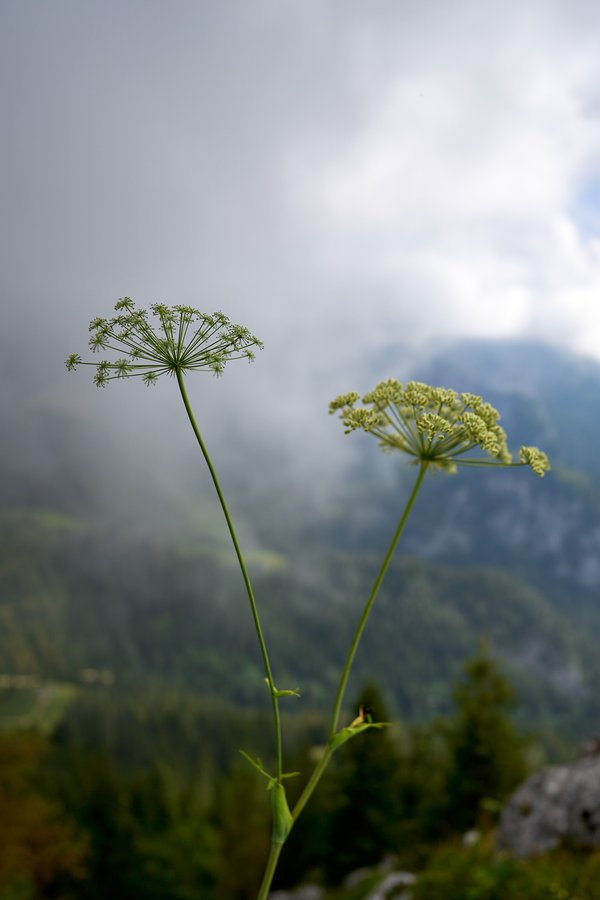 Siler montanum, Schönau am Königssee (DE) -- 2024 -- 0432