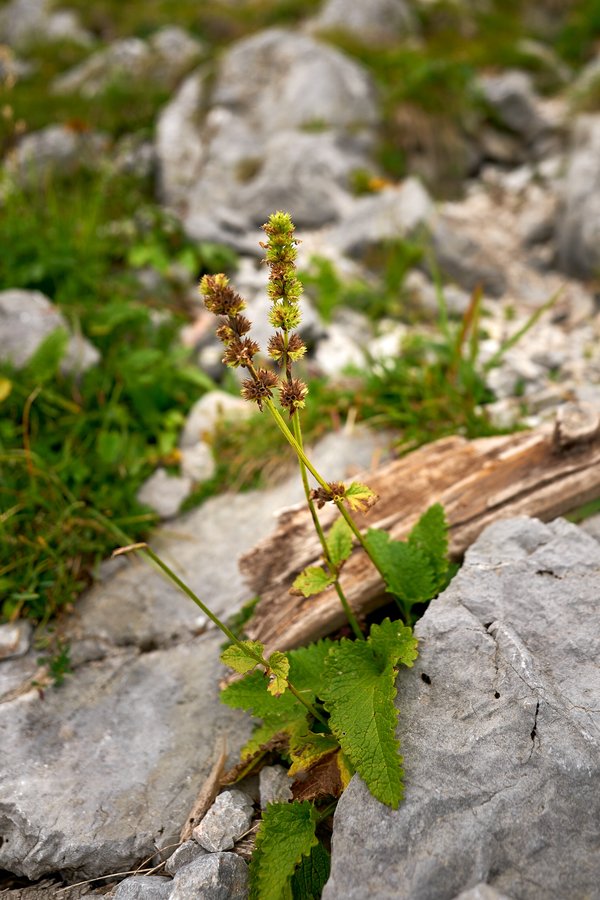 Betonica alopecuros, Schönau am Königssee (DE) -- 2024 -- 0442