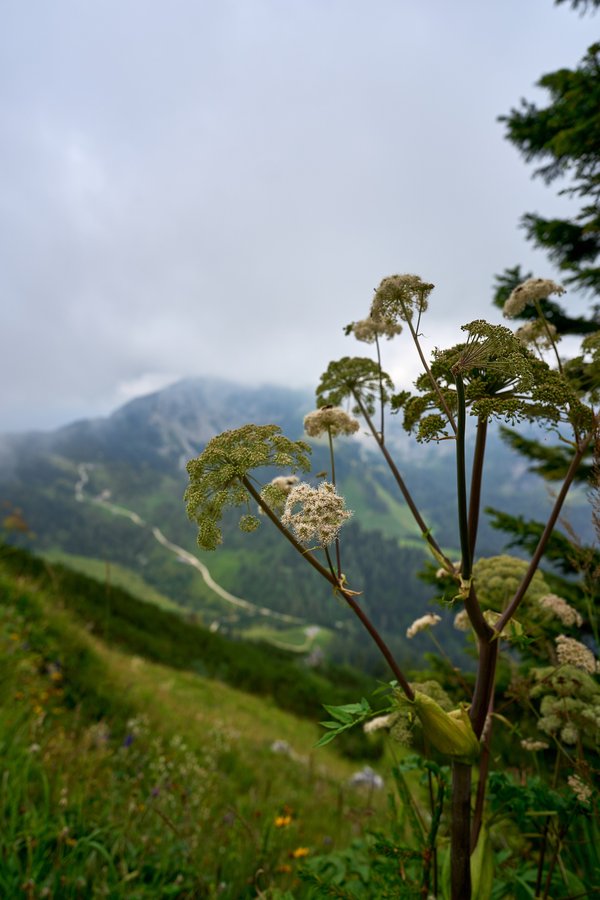 Angelica sylvestris, Schönau am Königssee (DE) -- 2024 -- 0485