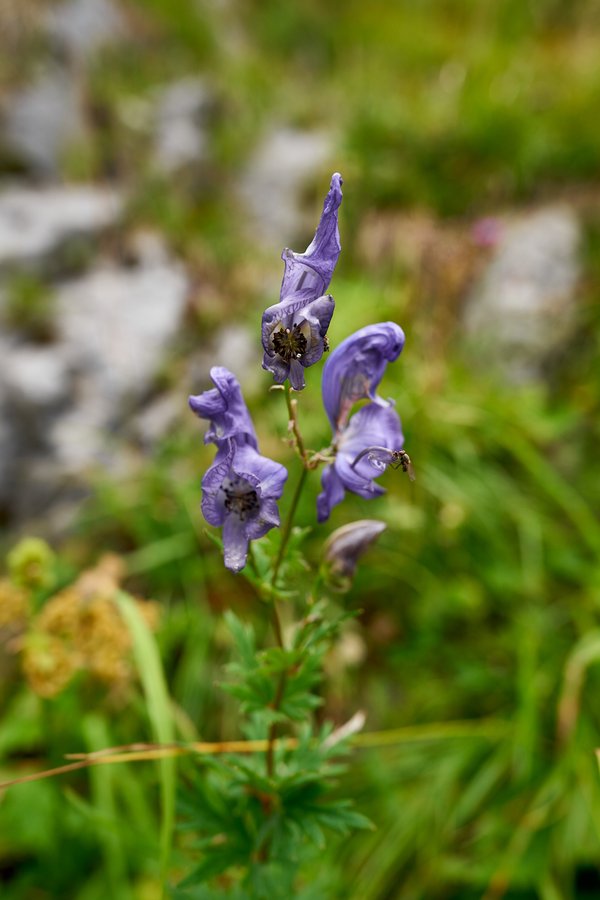 Aconitum variegatum, Schönau am Königssee (DE) -- 2024 -- 0496