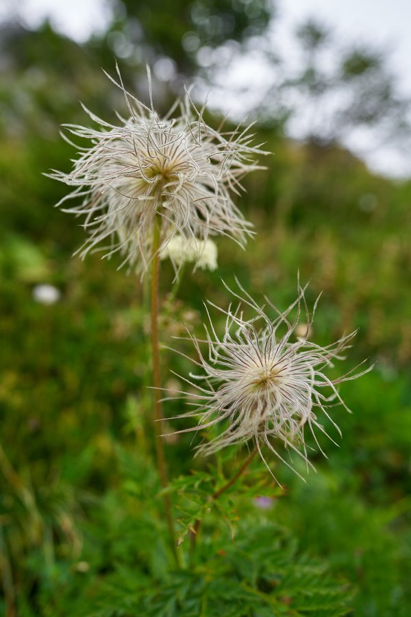 Pulsatilla alpina, Schönau am Königssee (DE) -- 2024 -- 0498
