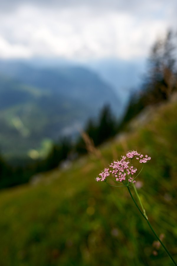 Pimpinella major, Schönau am Königssee (DE) -- 2024 -- 0508
