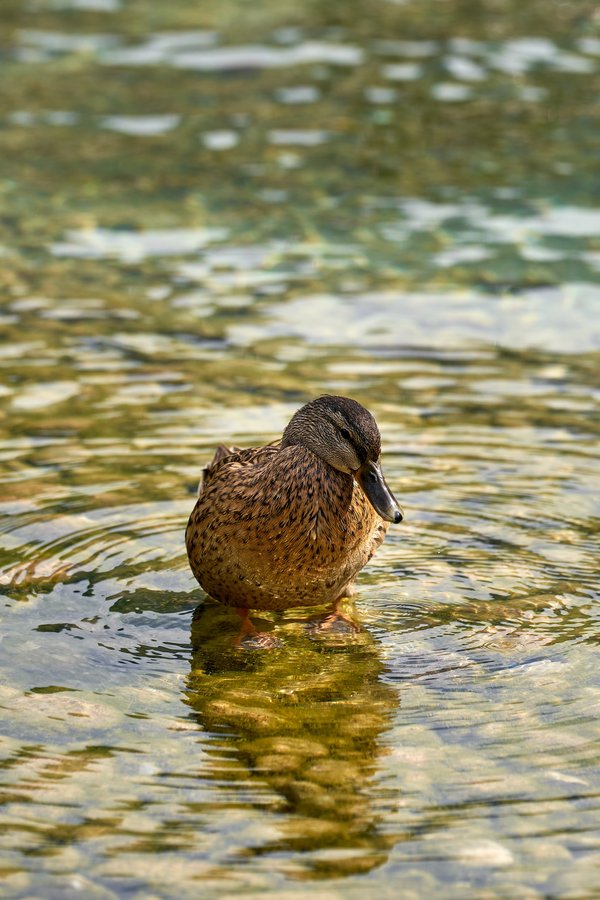 Anas platyrhynchos, Schönau am Königssee (DE) -- 2024 -- 0671