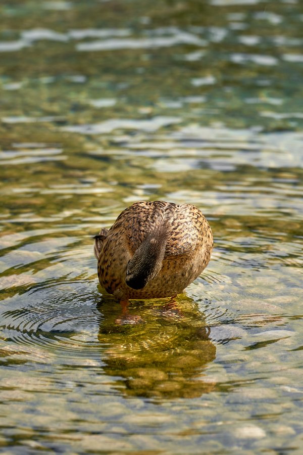 Anas platyrhynchos, Schönau am Königssee (DE) -- 2024 -- 0672