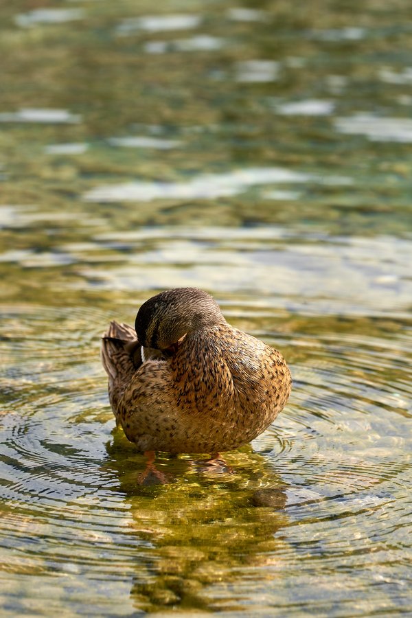 Anas platyrhynchos, Schönau am Königssee (DE) -- 2024 -- 0673