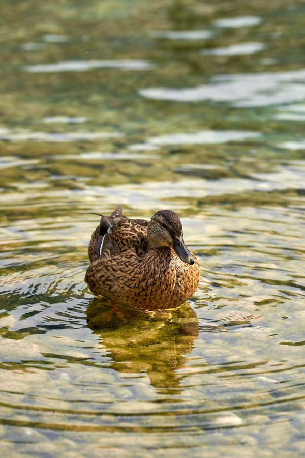 Anas platyrhynchos, Schönau am Königssee (DE) -- 2024 -- 0679