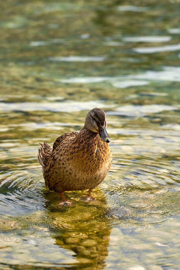 Anas platyrhynchos, Schönau am Königssee (DE) -- 2024 -- 0680