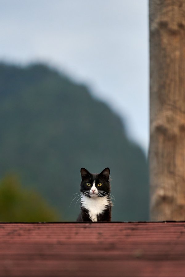 Felis catus, Unken (AT) -- 2024 -- 0868