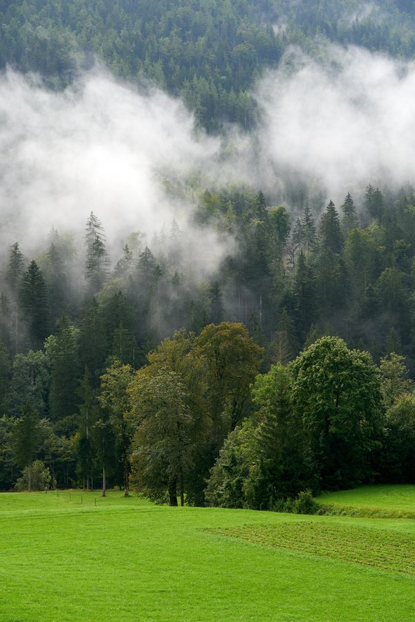 Unken (AT), Achhorn, Wald -- 2024 -- 0002