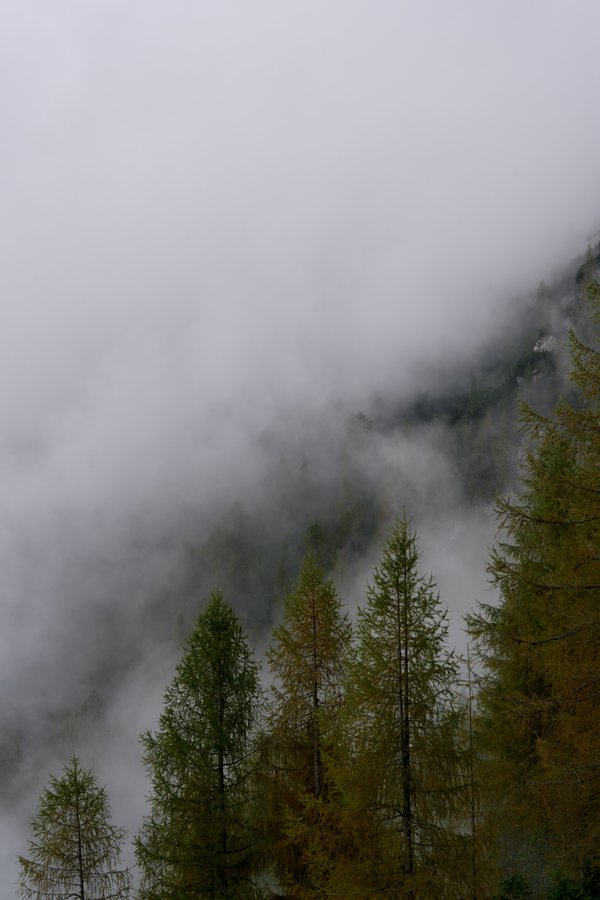 Larix decidua (Wald), Berchtesgaden (DE) -- 2024 -- 0217