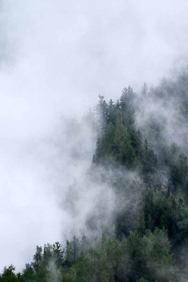 Berchtesgaden (DE), Kehlstein, Wald -- 2024 -- 0255