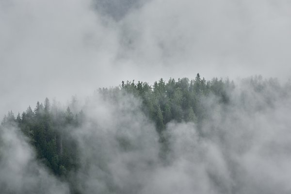 Picea abies (Wald), Berchtesgaden (DE) -- 2024 -- 0259
