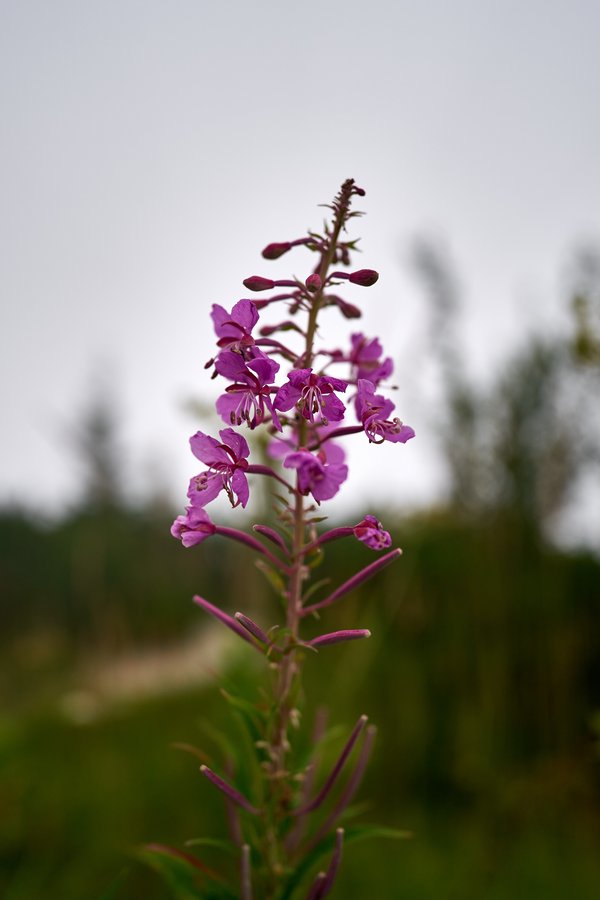 Chamaenerion angustifolium, Berchtesgaden (DE) -- 2024 -- 0301