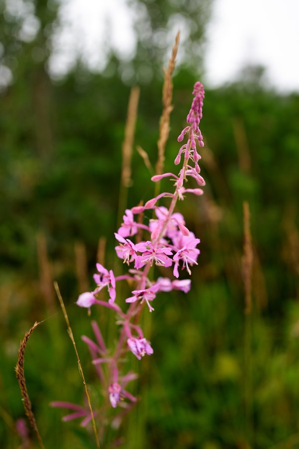 Chamaenerion angustifolium, Berchtesgaden (DE) -- 2024 -- 0305