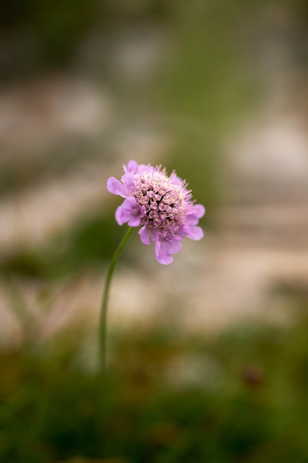 Scabiosa lucida, Berchtesgaden (DE) -- 2024 -- 0308