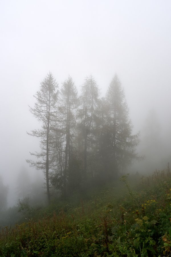 Berchtesgaden (DE), Kehlstein, Wald -- 2024 -- 0362