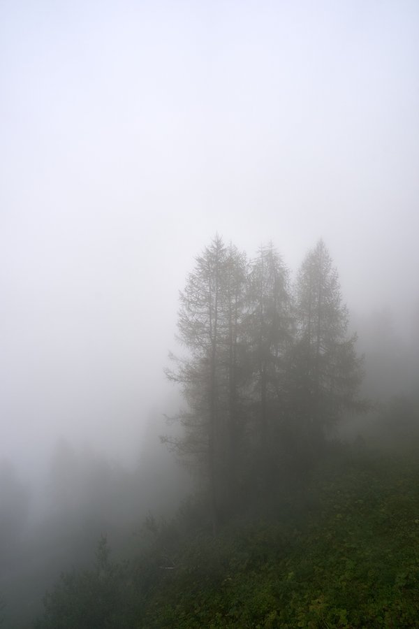 Berchtesgaden (DE), Kehlstein, Wald -- 2024 -- 0364