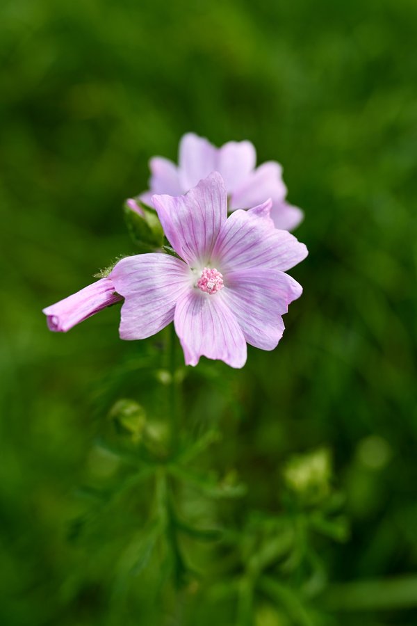 Malva alcea, Berchtesgaden (DE) -- 2024 -- 0406