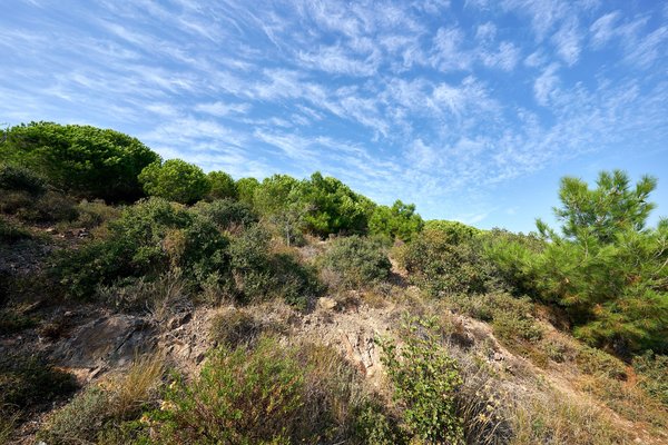 Istanbul (TR), Burgazada, Wald -- 2024 -- 0632