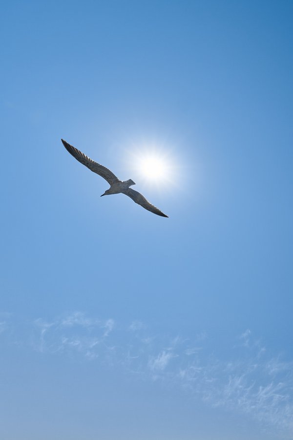 Larus michahellis, Istanbul (TR) -- 2024 -- 0241