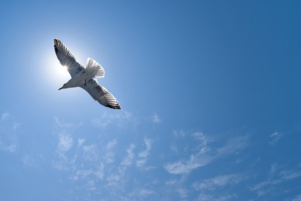 Larus michahellis, Istanbul (TR) -- 2024 -- 0313