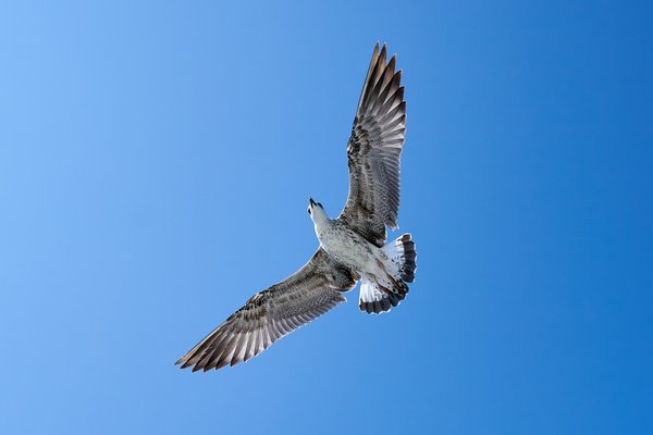 Larus michahellis, Istanbul (TR) -- 2024 -- 0392