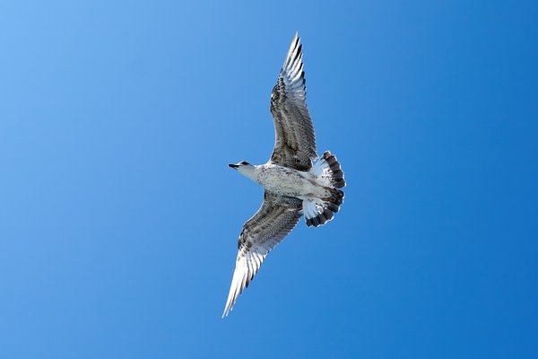 Larus michahellis, Istanbul (TR) -- 2024 -- 0393