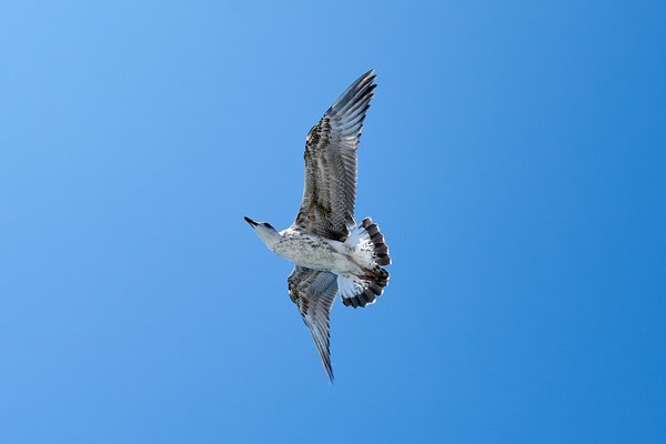 Larus michahellis, Istanbul (TR) -- 2024 -- 0394