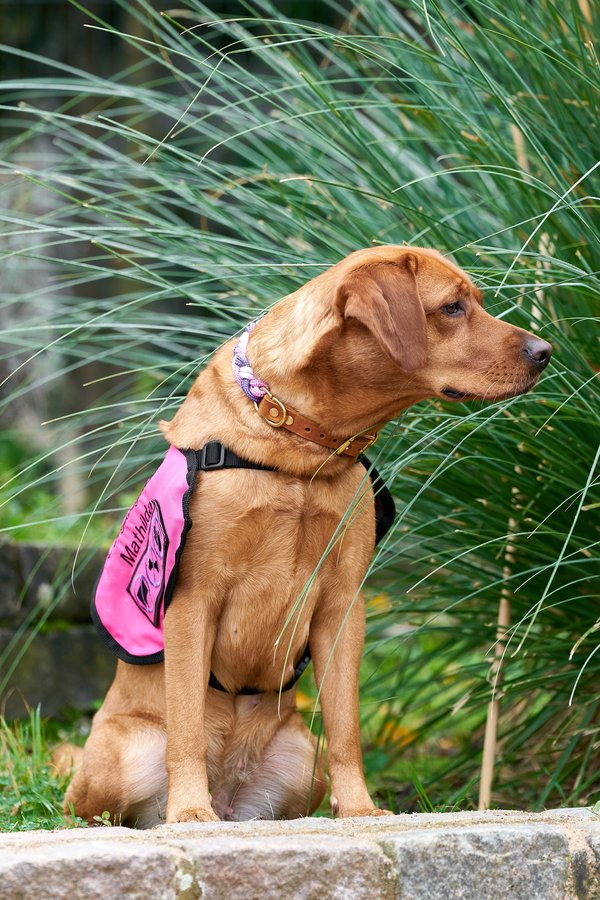 Canis lupus familiaris, Neuss (DE) -- 2024 -- 0001