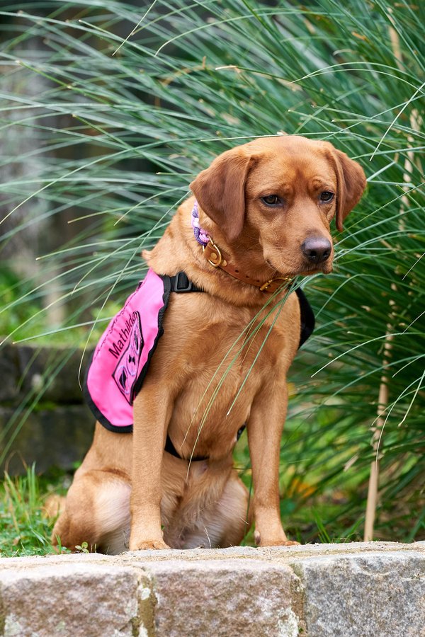 Canis lupus familiaris, Neuss (DE) -- 2024 -- 0007