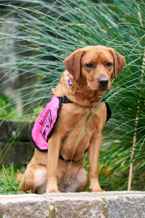 Canis lupus familiaris, Neuss (DE) -- 2024 -- 0008