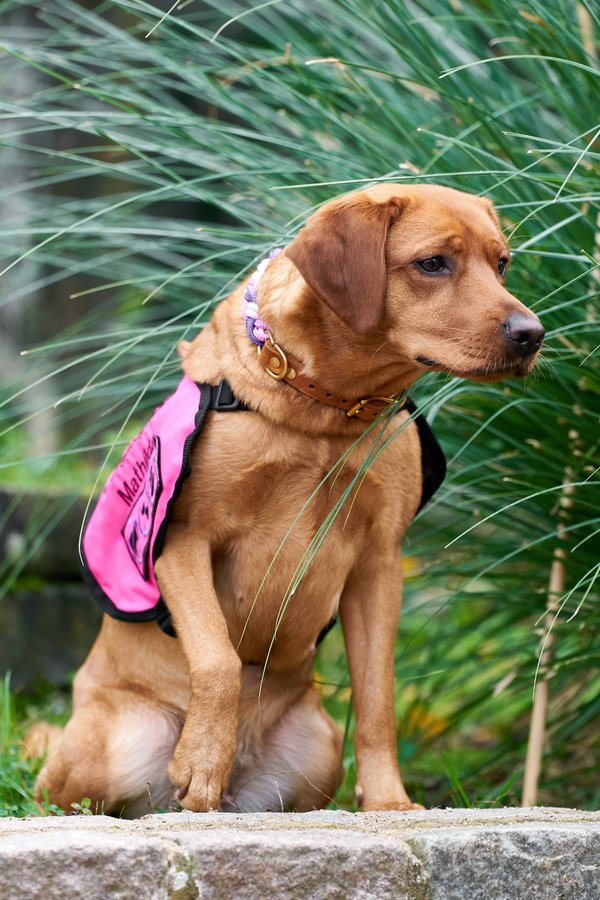 Canis lupus familiaris, Neuss (DE) -- 2024 -- 0010