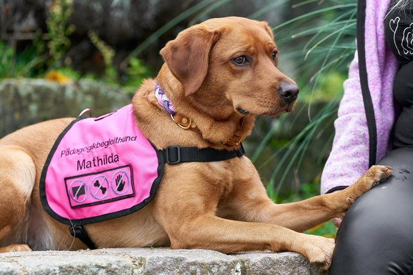 Canis lupus familiaris, Neuss (DE) -- 2024 -- 0051