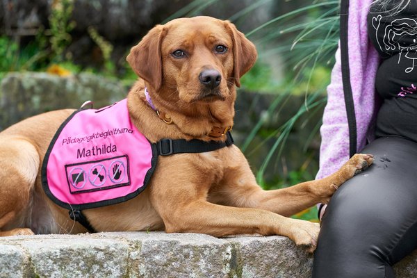 Canis lupus familiaris, Neuss (DE) -- 2024 -- 0053
