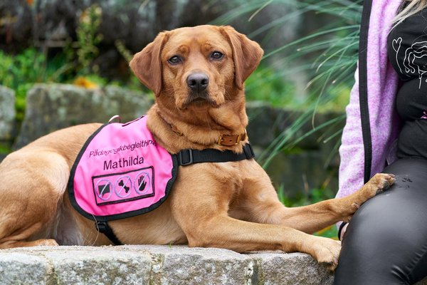 Canis lupus familiaris, Neuss (DE) -- 2024 -- 0074