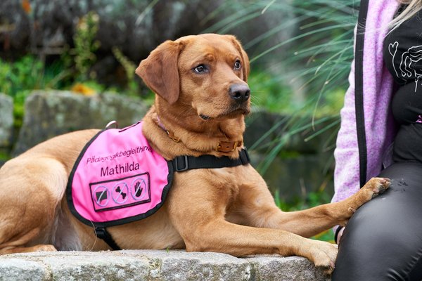 Canis lupus familiaris, Neuss (DE) -- 2024 -- 0082