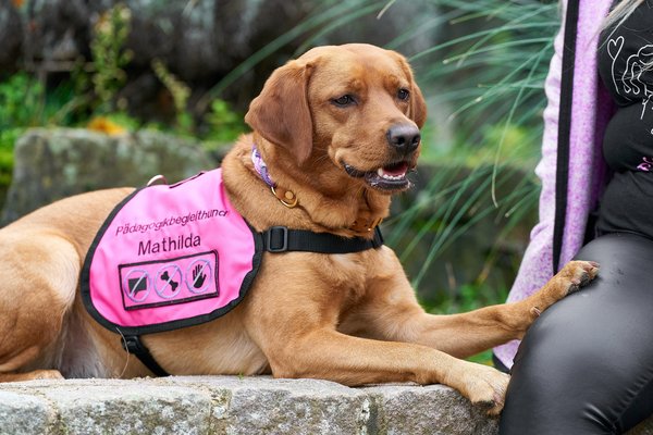 Canis lupus familiaris, Neuss (DE) -- 2024 -- 0085