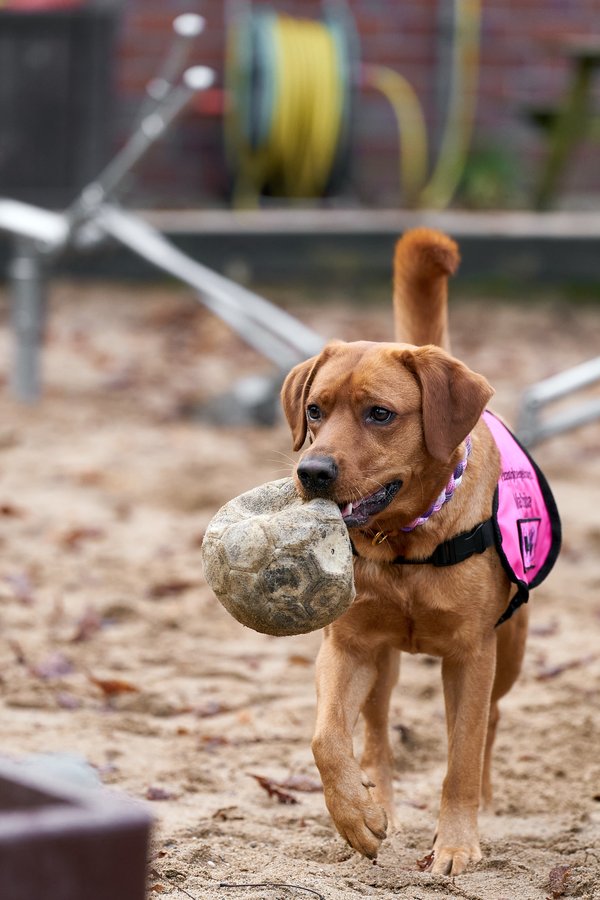 Canis lupus familiaris, Neuss (DE) -- 2024 -- 0140