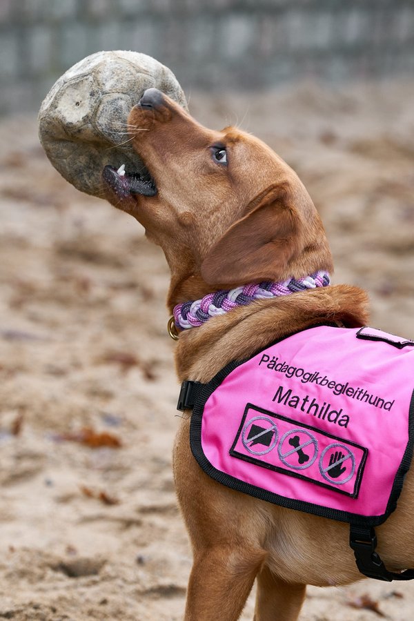 Canis lupus familiaris, Neuss (DE) -- 2024 -- 0146